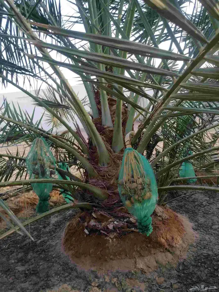 نقايل نخيل متنوعه نخل مثمر وطيب توصيل وزراعه 4