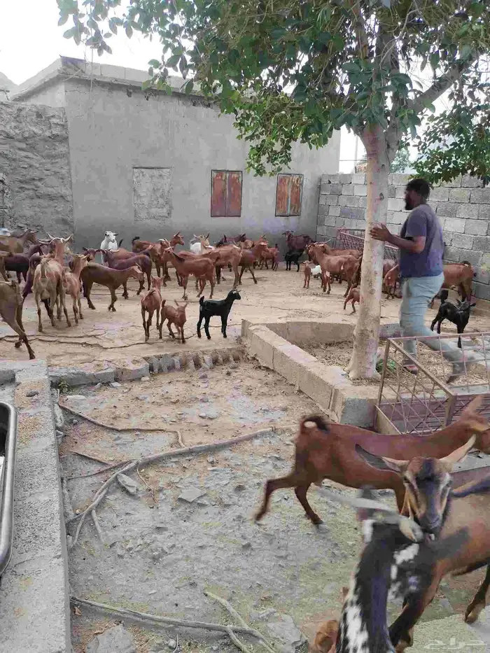 غنم بلدي للبيع 4