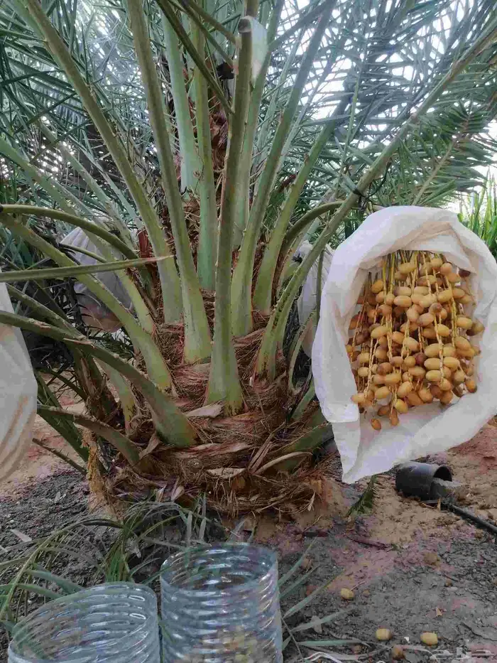 نقايل نخيل متنوعه نخل مثمر وطيب توصيل وزراعه 1