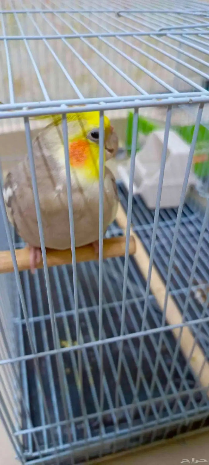 طائر كروان ذكر عمره سنه وشهربن لتزاوج 2