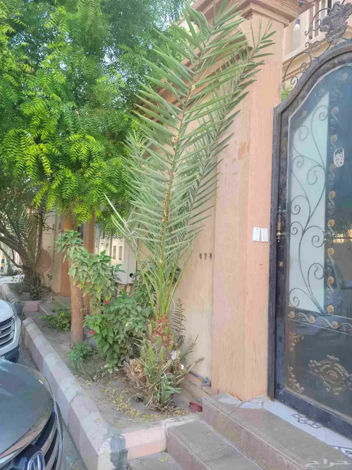 نخيل خلاص موجود 4 وفي وحده اتوقع شيشي 0