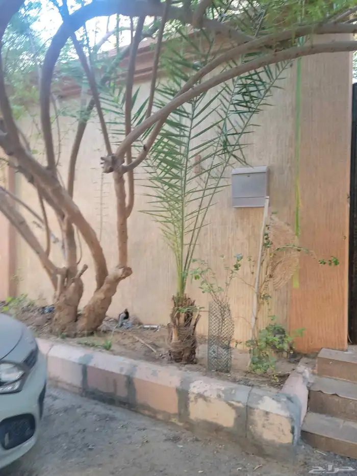 نخيل خلاص موجود 4 وفي وحده اتوقع شيشي 1
