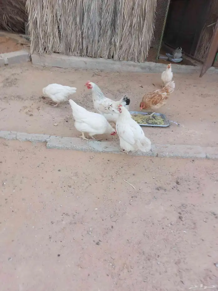 دجاج لوهمان للبيع 1