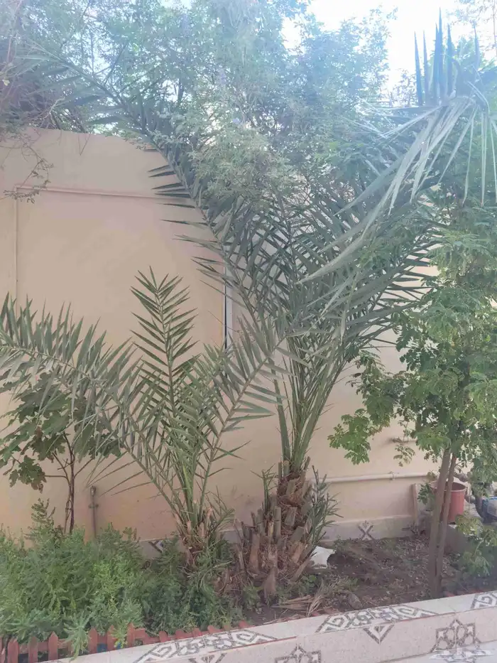 نخيل خلاص موجود 4 وفي وحده اتوقع شيشي 3