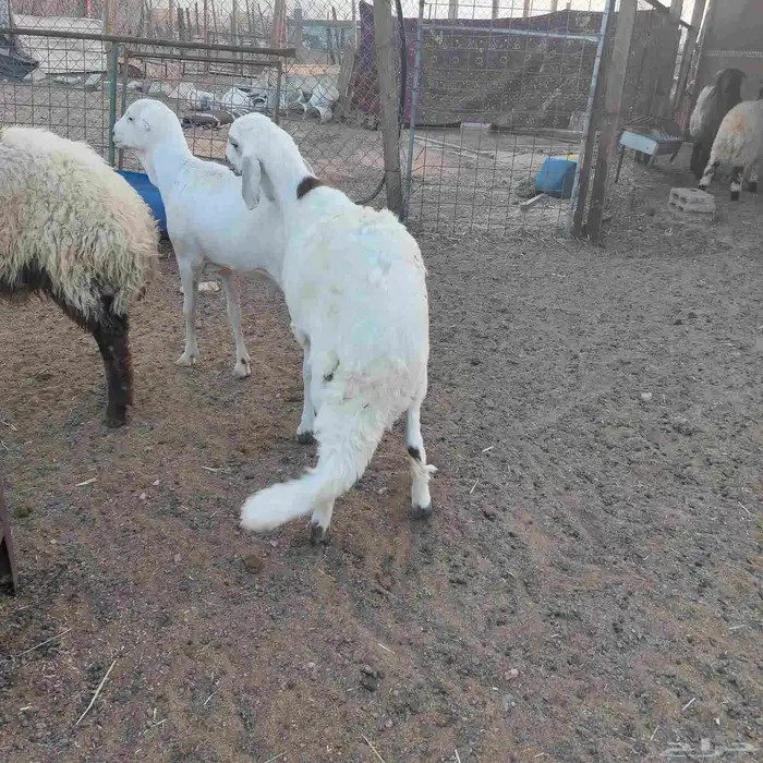 خرفان طيبه نعيم حري سواكن رفيد 1