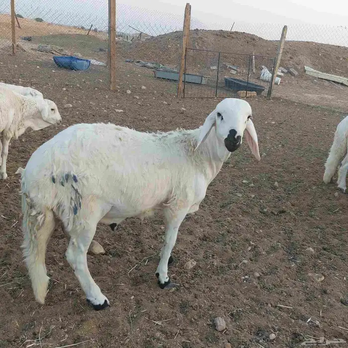 خرفان طيبه نعيم حري سواكن رفيد 8