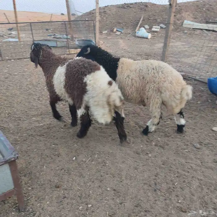 خرفان طيبه نعيم حري سواكن رفيد 2