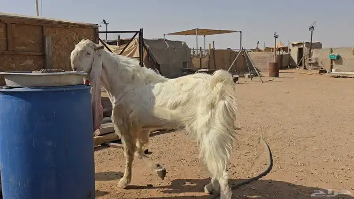 تيس مطور فاخر 1