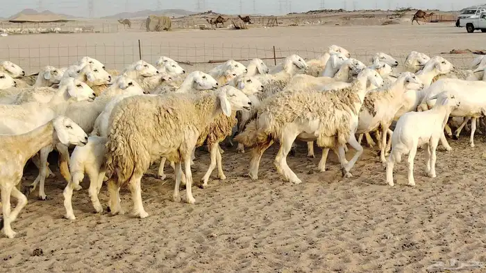 ضان حريه مراح 64 تحتها 12 غنم للبيع 9