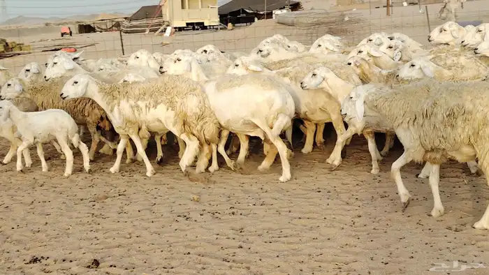 ضان حريه مراح 64 تحتها 12 غنم للبيع 14