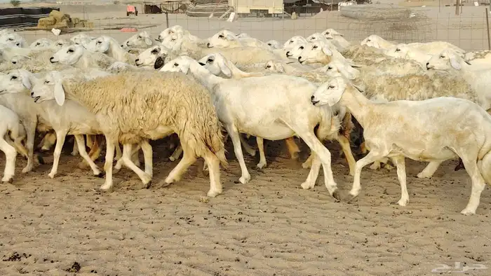 ضان حريه مراح 64 تحتها 12 غنم للبيع 6