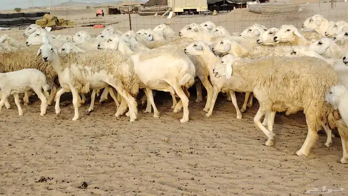 ضان حريه مراح 64 تحتها 12 غنم للبيع 11