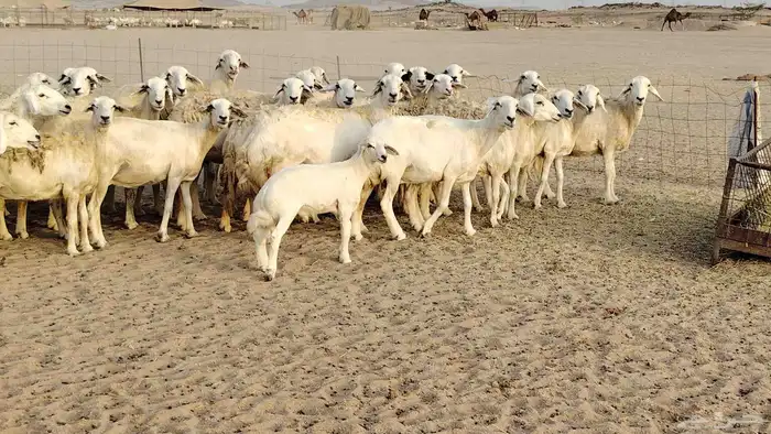 ضان حريه مراح 64 تحتها 12 غنم للبيع 8