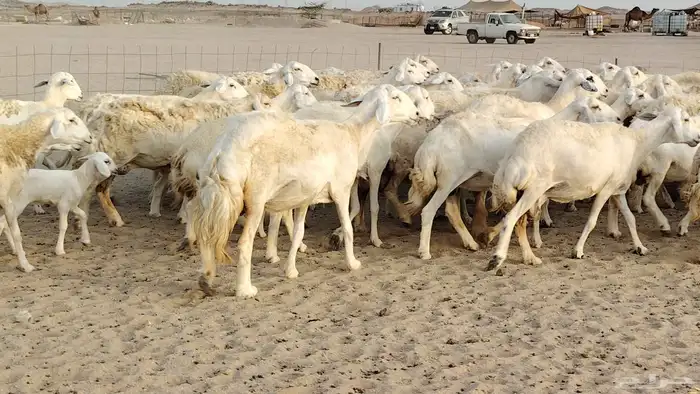 ضان حريه مراح 64 تحتها 12 غنم للبيع 2