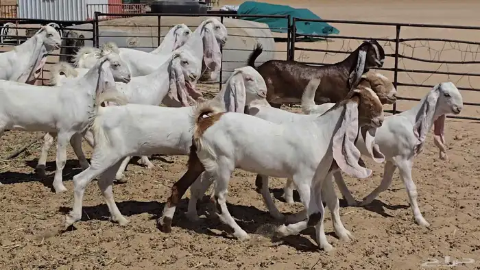 جفرات فاخره بتيسها 4