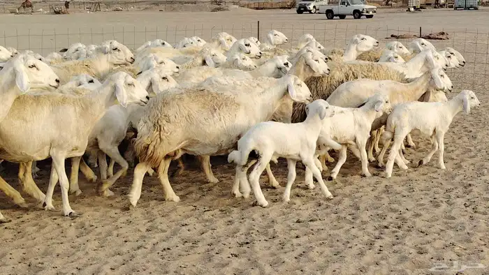 ضان حريه مراح 64 تحتها 12 غنم للبيع 0