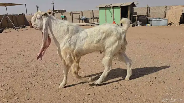 تيس مطور فاخر 2