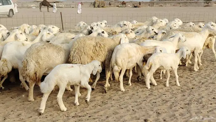 ضان حريه مراح 64 تحتها 12 غنم للبيع 1