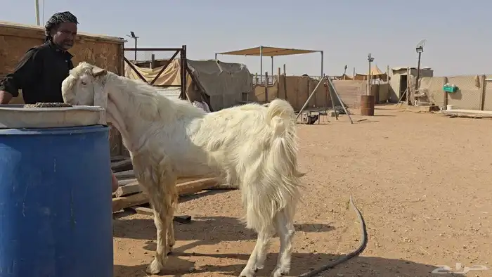 تيس مطور فاخر 4