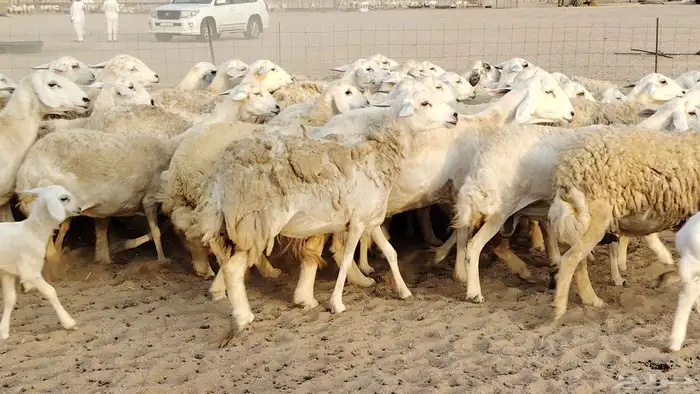 ضان حريه مراح 64 تحتها 12 غنم للبيع 17