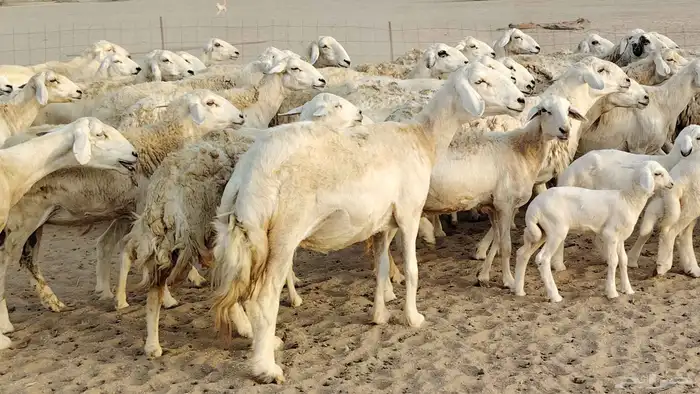 ضان حريه مراح 64 تحتها 12 غنم للبيع 4