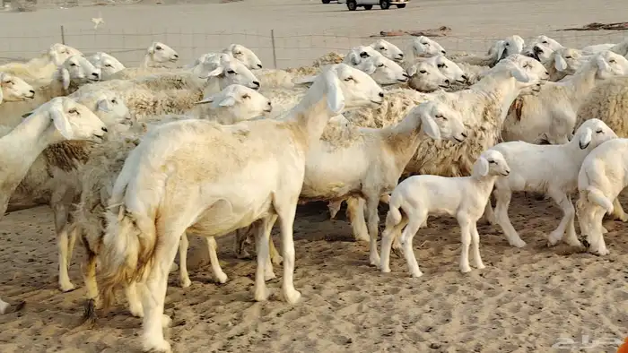 ضان حريه مراح 64 تحتها 12 غنم للبيع 19