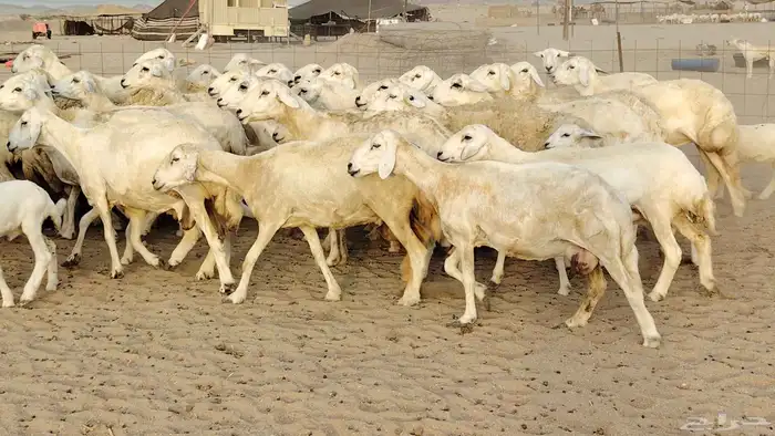 ضان حريه مراح 64 تحتها 12 غنم للبيع 3