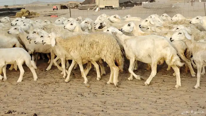 ضان حريه مراح 64 تحتها 12 غنم للبيع 12