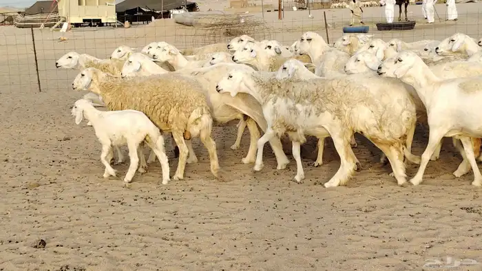 ضان حريه مراح 64 تحتها 12 غنم للبيع 10