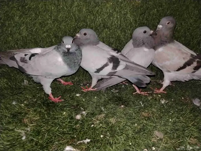 للبيع 4 طبات زاجل ب 50 فقط لاغير 0