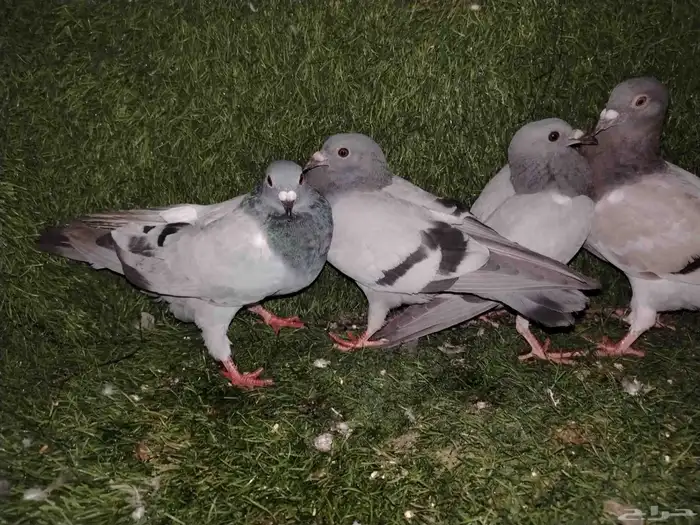 للبيع 4 طبات زاجل ب 50 فقط لاغير 1