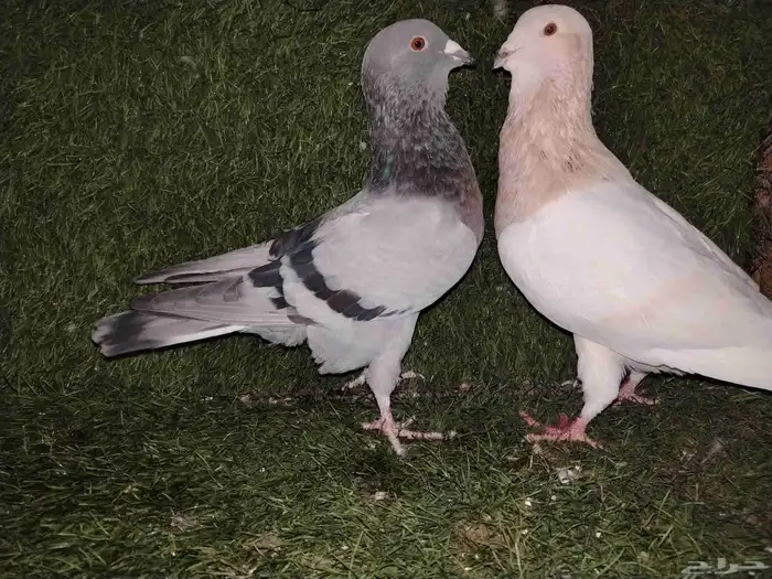 زوج ريحاني للبيع ب 120 فقط 2
