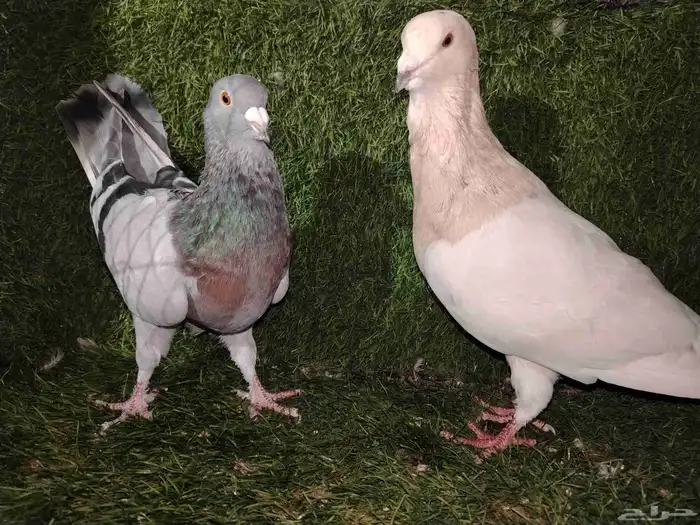 زوج ريحاني للبيع ب 120 فقط 5