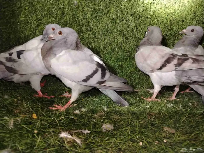 للبيع 4 طبات زاجل ب 50 فقط لاغير 8