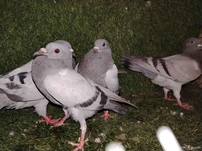 للبيع 4 طبات زاجل ب 50 فقط لاغير 5