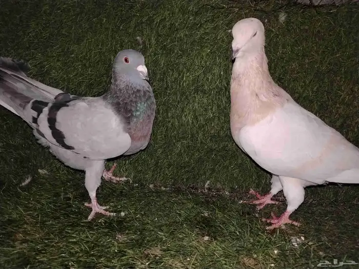 زوج ريحاني للبيع ب 120 فقط 4