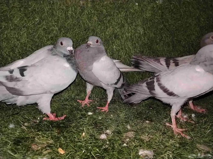 للبيع 4 طبات زاجل ب 50 فقط لاغير 3