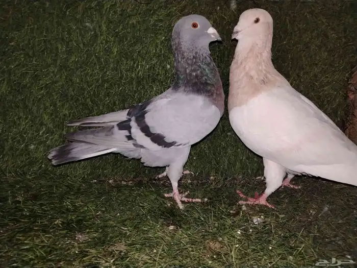 زوج ريحاني للبيع ب 120 فقط 1