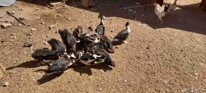 بط سودانى 10 حبات 0