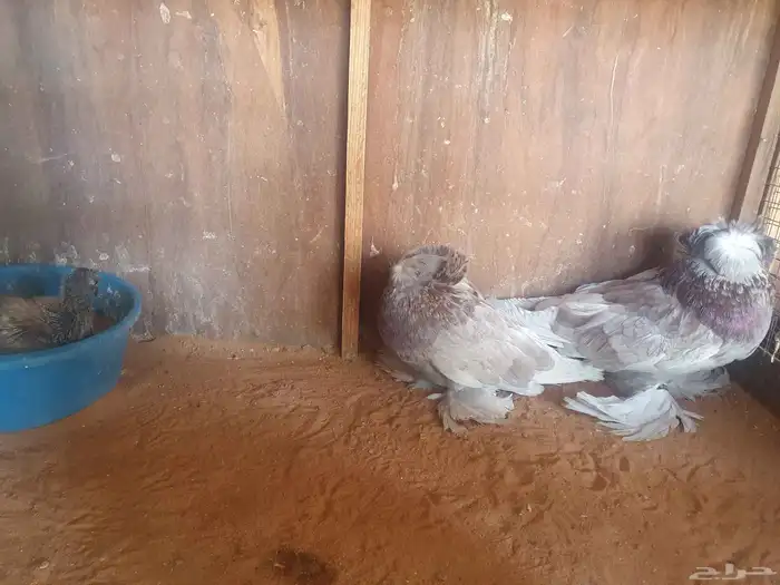 للبيع جوزحمام بخارى 3