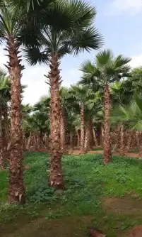 نخل واشنطني واشنطوانيا زينه للبيع 2