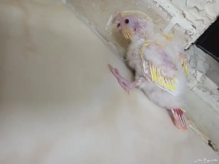 للبيع فرخ كنيور مون شيك دبل فاكتور عيون حمر (تم اللبيع ) 1