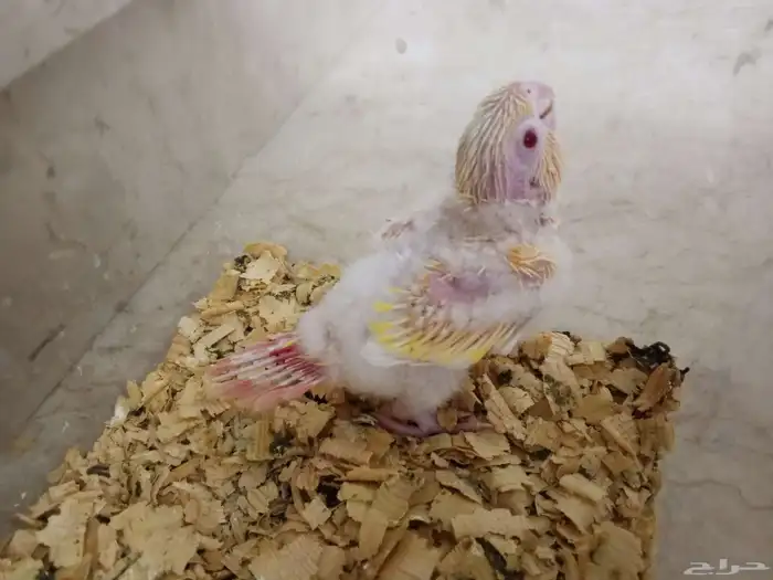 للبيع فرخ كنيور مون شيك دبل فاكتور عيون حمر (تم اللبيع ) 2