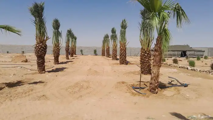 يوجد لدينا جميع انواع النخيل 0