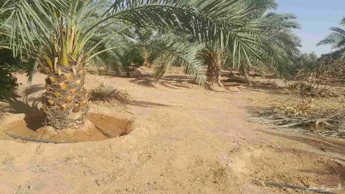 يوجد لدينا جميع انواع النخيل 8