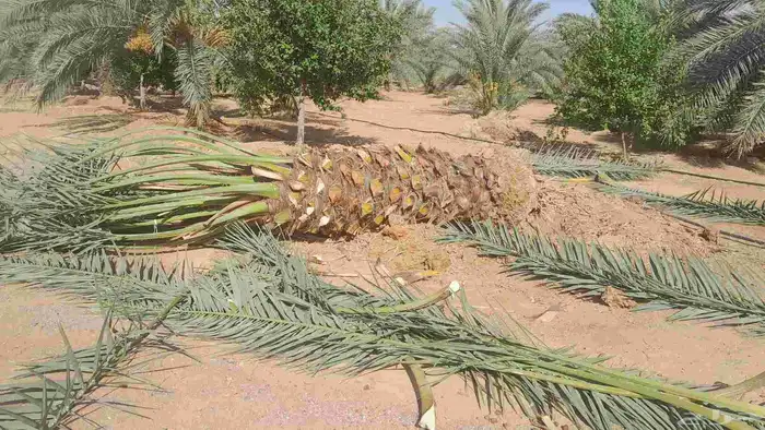 يوجد لدينا جميع انواع النخيل 7