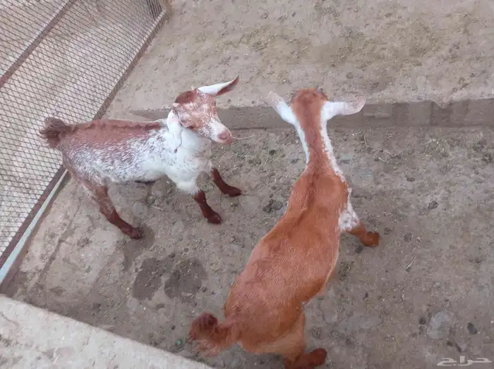 بهم معاشه ذكران 0