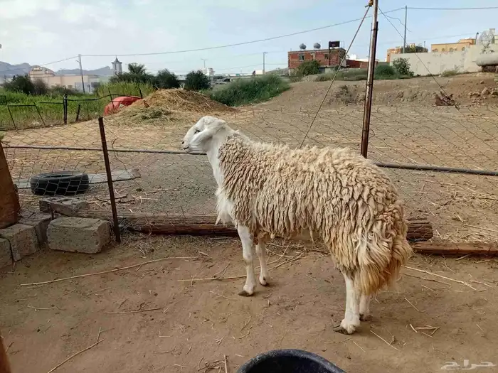فحل حري صنف 1