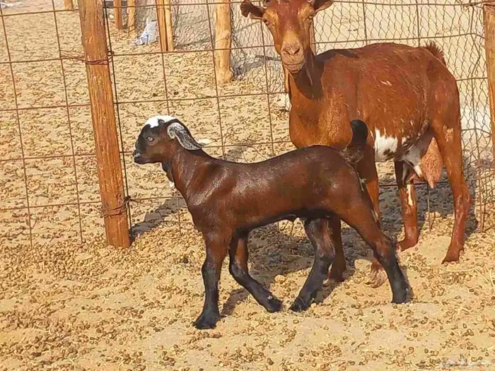 عنز محايلية تحتها تيس 3