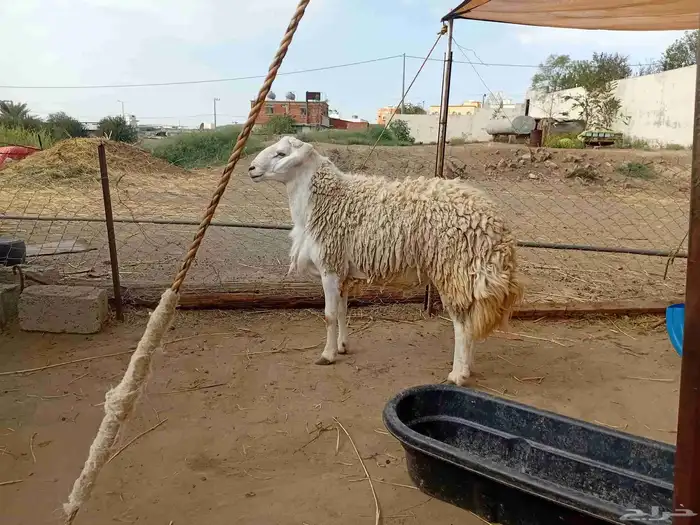فحل حري صنف 3